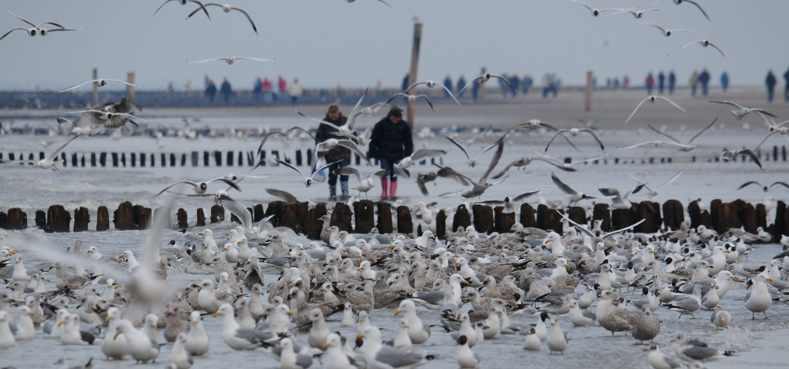 Spaziergang inmitten von Mven Norderney